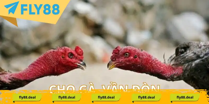 Cách nuôi gà chọi vần đòn để cải thiện sức bền